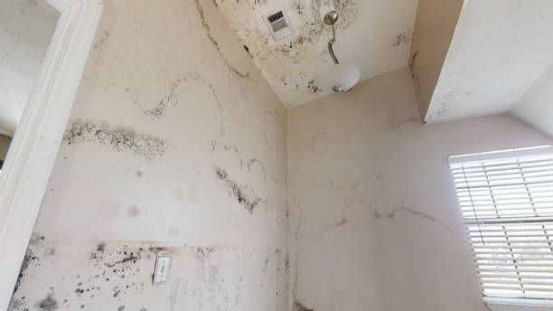 Best Attic Mold Removal  in Humboldt, IA