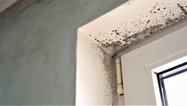 Best Water Damage & Mold Remediation  in Humboldt, IA