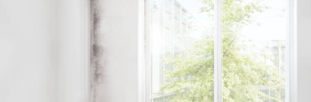 Best Commercial Mold Inspection  in Humboldt, IA