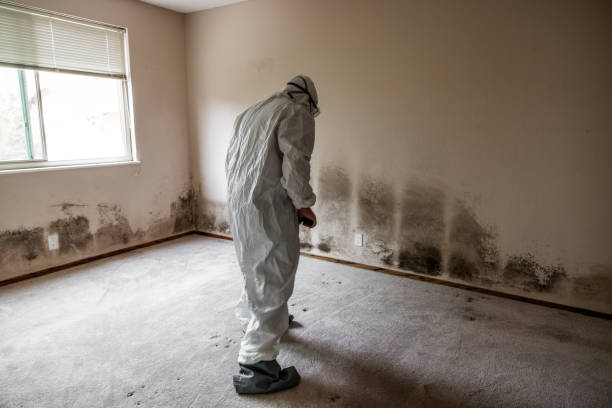 Best Mold Removal for HVAC Installations  in Humboldt, IA