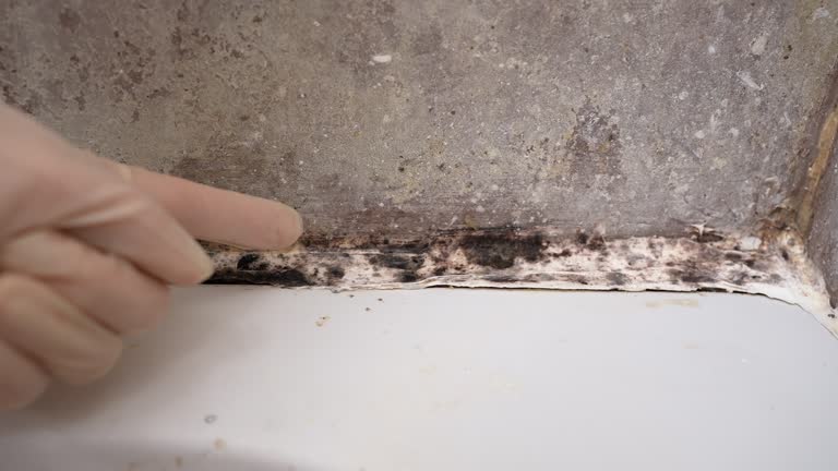 Environmental Consulting for Mold Prevention in Humboldt, IA